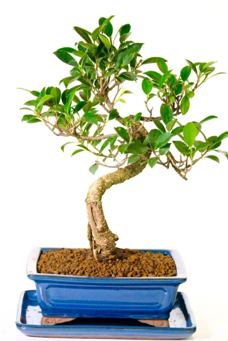 Beautiful top quality ficus bonsai tree | Banyan bonsai in blue pot