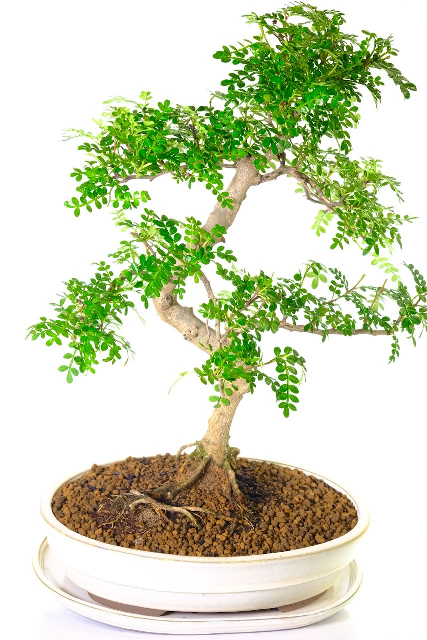 Aromatic pepper bonsai tree for sale | Citrus scented when pruned