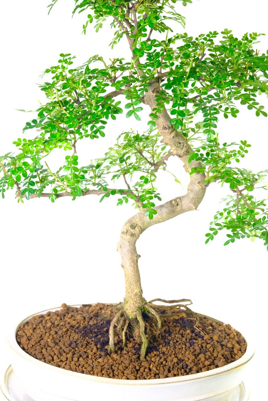 Highly refined twisty indoor bonsai tree beauty