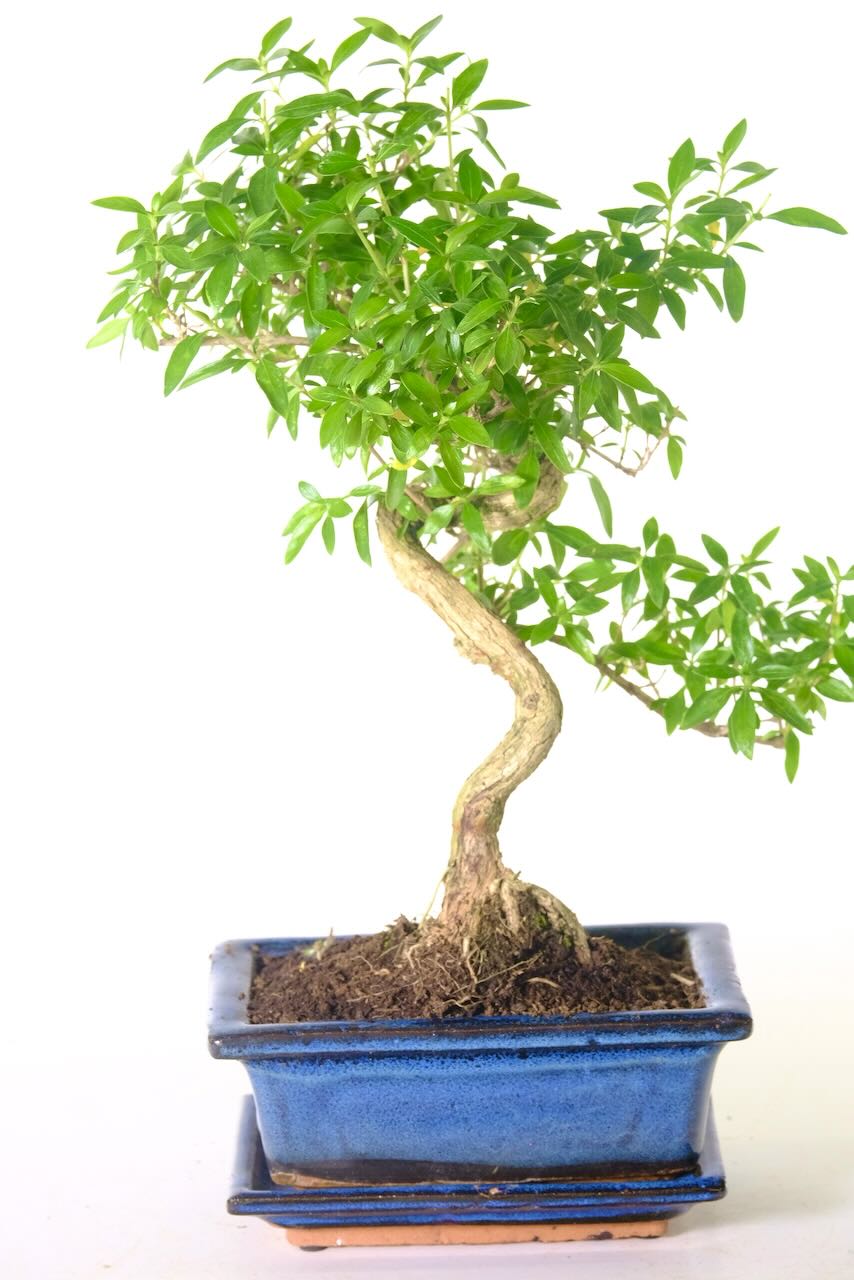 The flowering Serissa plant, more commonly known as the Serissa foetida or Tree of a Thousand Stars.