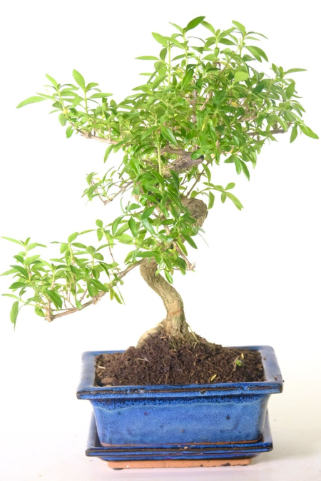 Elegant Tree of a Thousand Stars Bonsai - Phenomenal Serissa Plant Bonsai