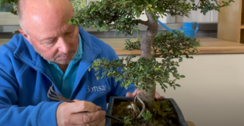 Pruning & prepping a bonsai for sale