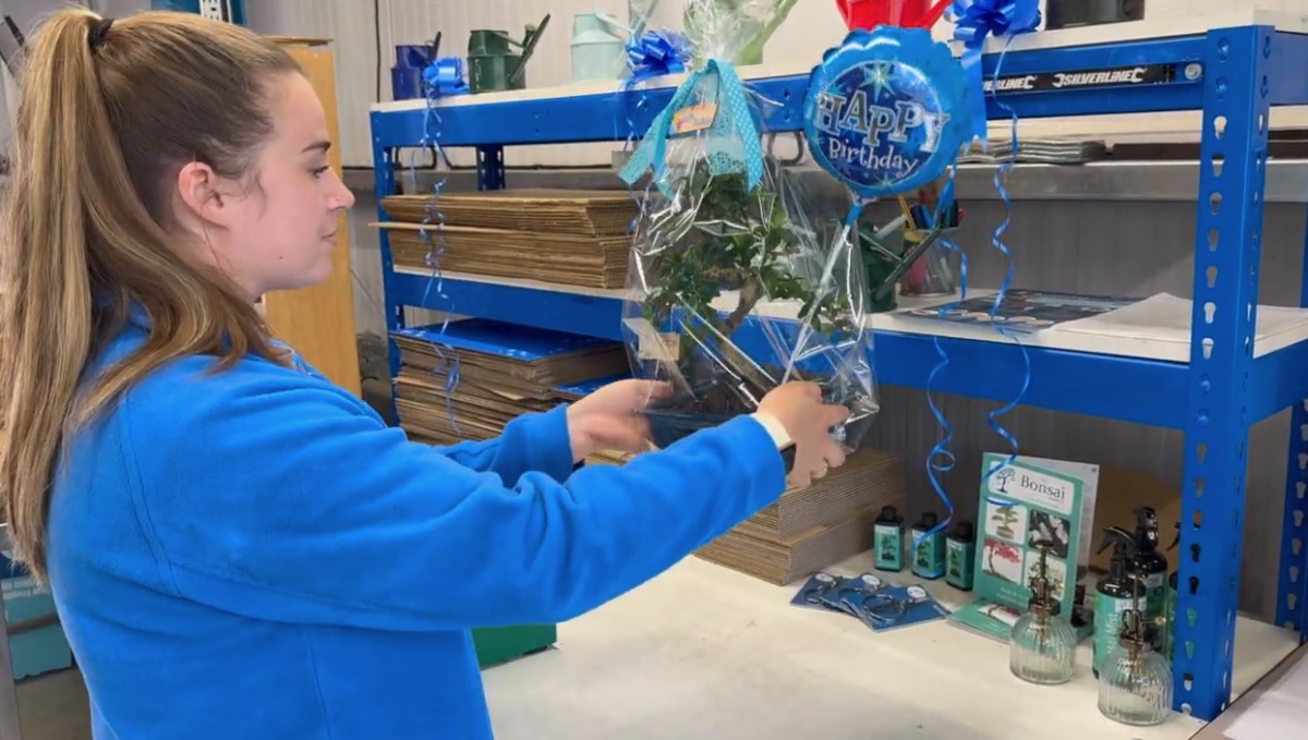 Bonsai Tree Gifts for Him