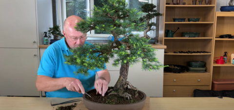 Bonsai tree maintenance: Join Lloyd as he carries out some much needed work on this 40-year old Larch bonsai tree