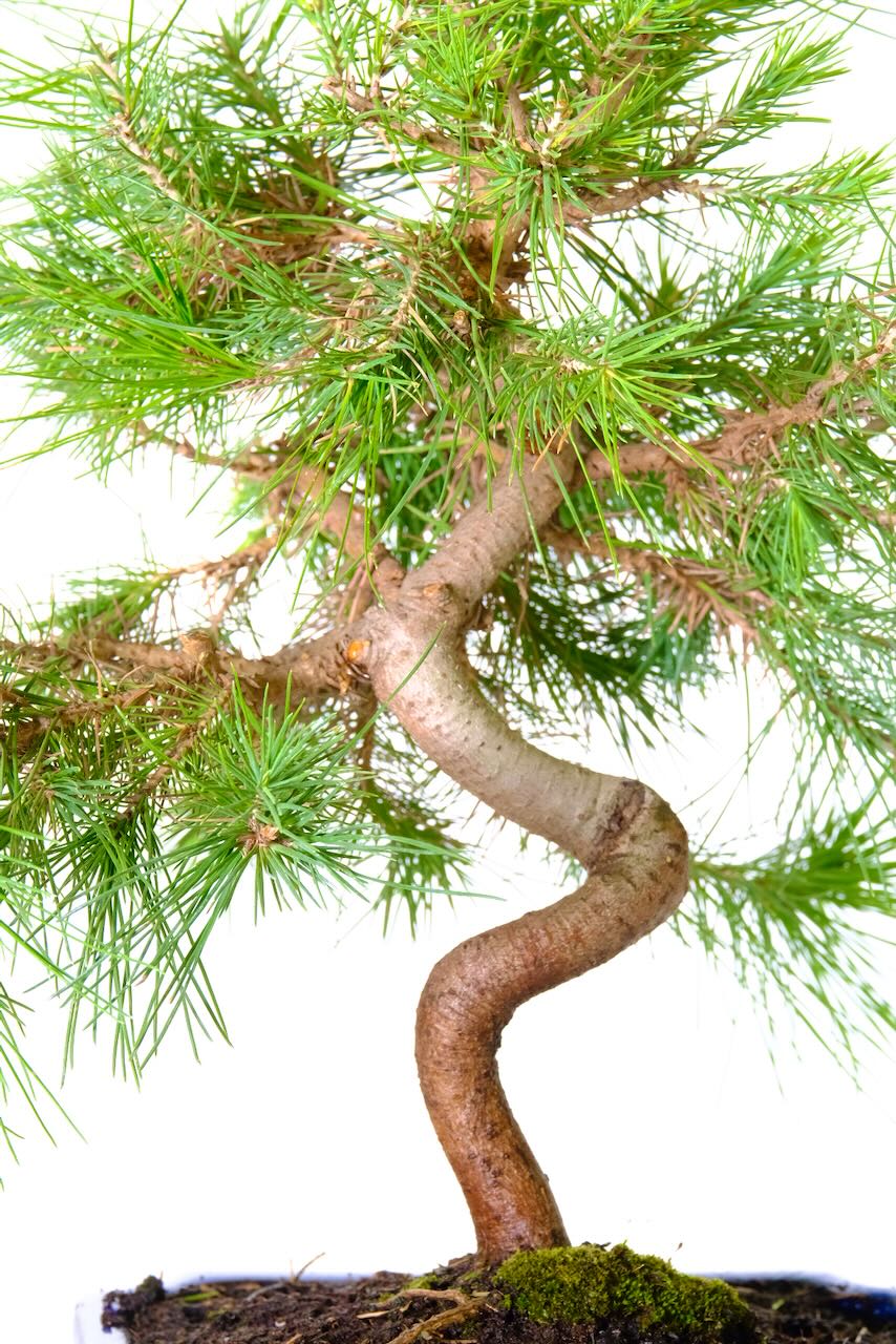 Incredible trunk shaping