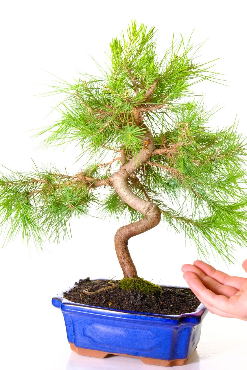 Comes potted in a royal blue ceramic pot which adds classic colour to your outdoor space