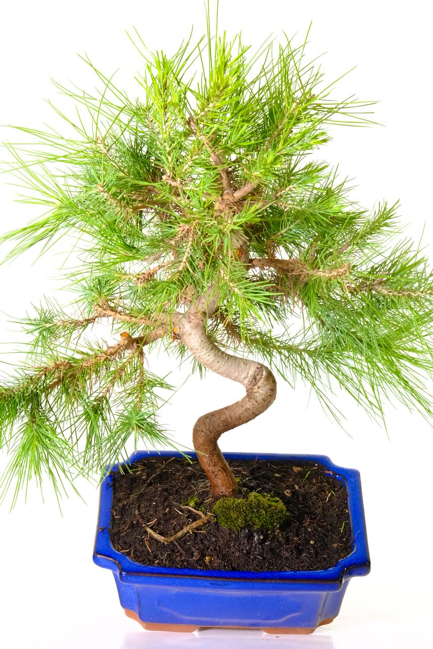 Excellent branch placement which creates an open, even canopy