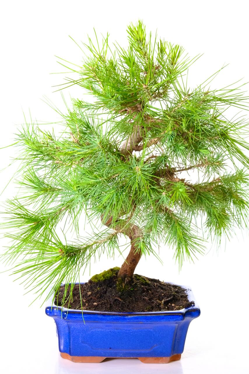 Lovely 12-year-old Aleppo Pine bonsai tree for sale UK