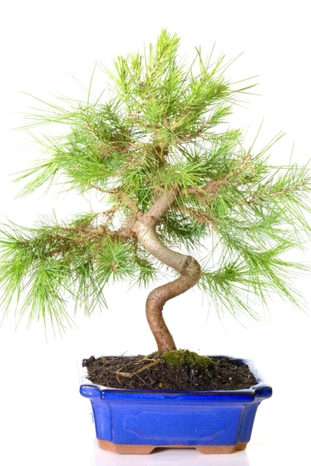 FREE fast delivery to Warwick, Birmingham and Reading