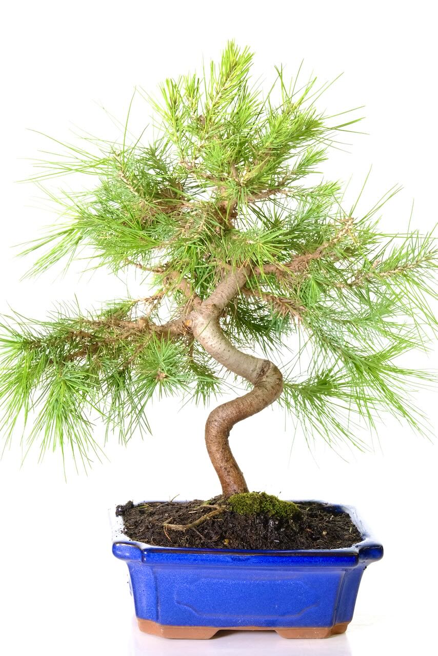 FREE fast delivery to Warwick, Birmingham and Reading