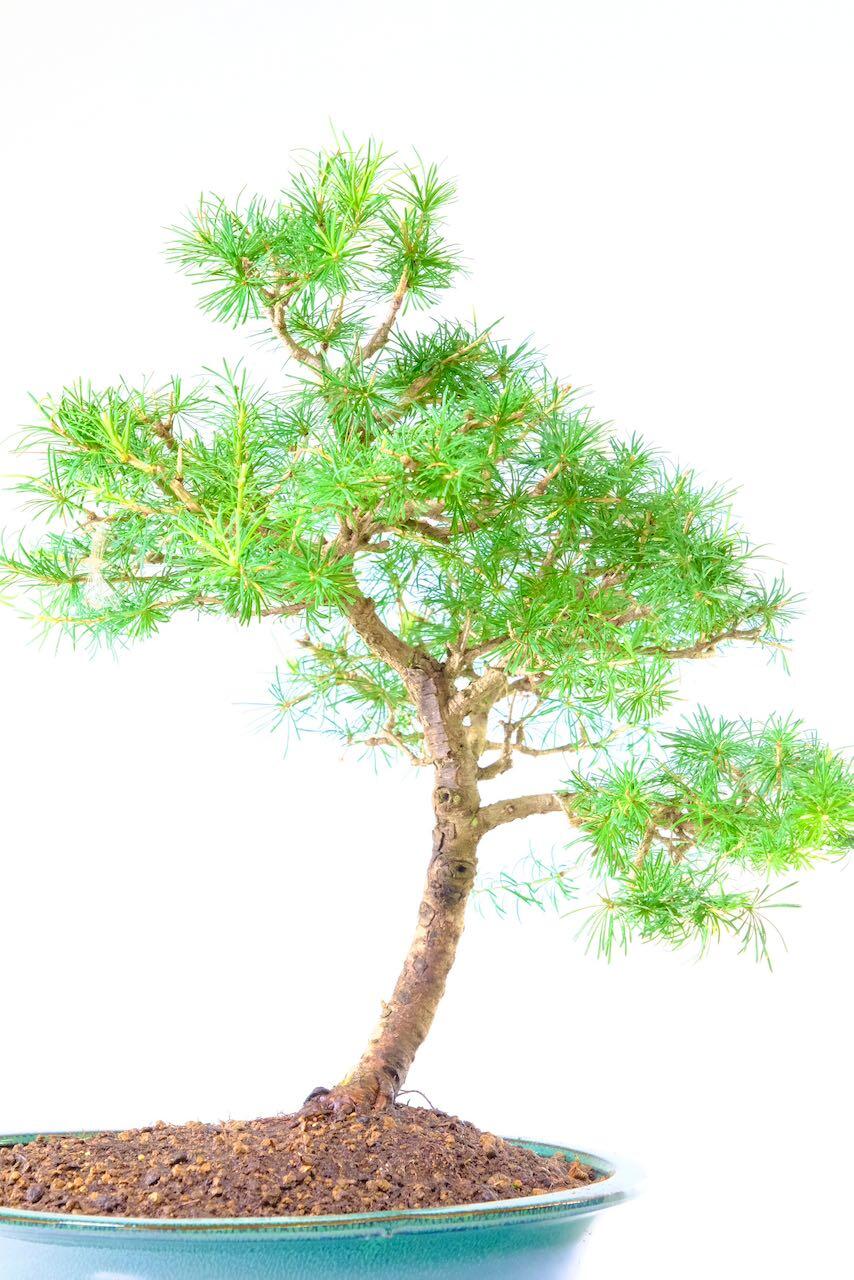 Larch Bonsai Tree | Strong Stature