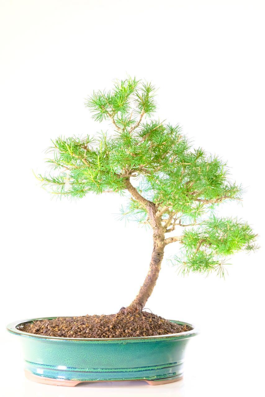 Curving Larch (Larix) Bonsai - 17 year old Larix Bonsai
