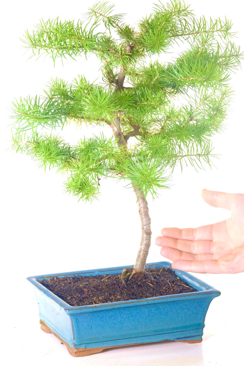 FREE fast delivery to most of the UK. A stunning young larch bonsai with great spacing between branches