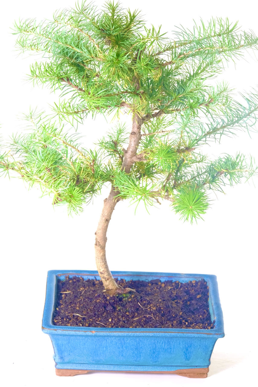 Graceful Larch / Larix Bonsai Tree in a Sea-Blue Ceramic Pot | Elegant Design with Artistic Appeal