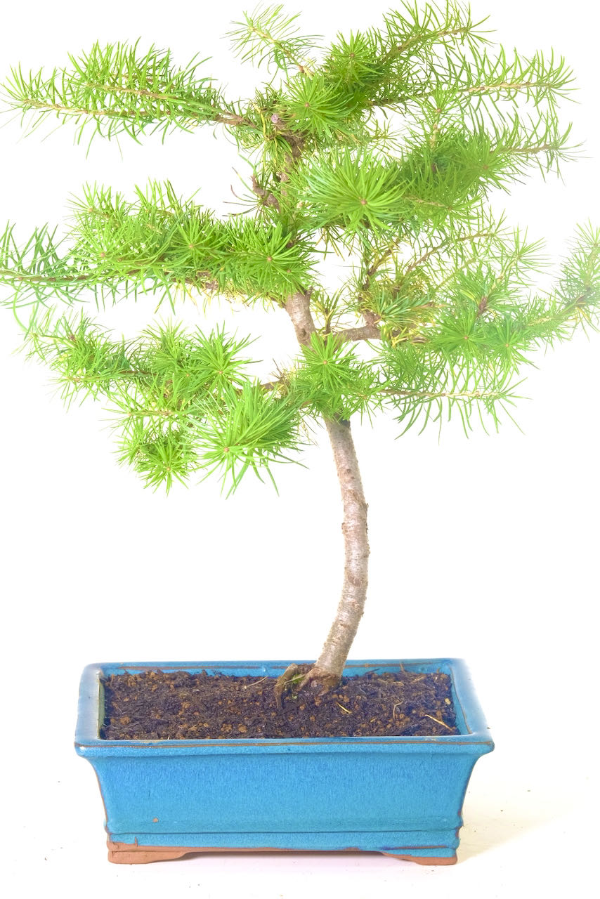 Larix Bonsai tree for Sale in Sea-Blue Pot | Lime green Rosettes & Autumn Golds