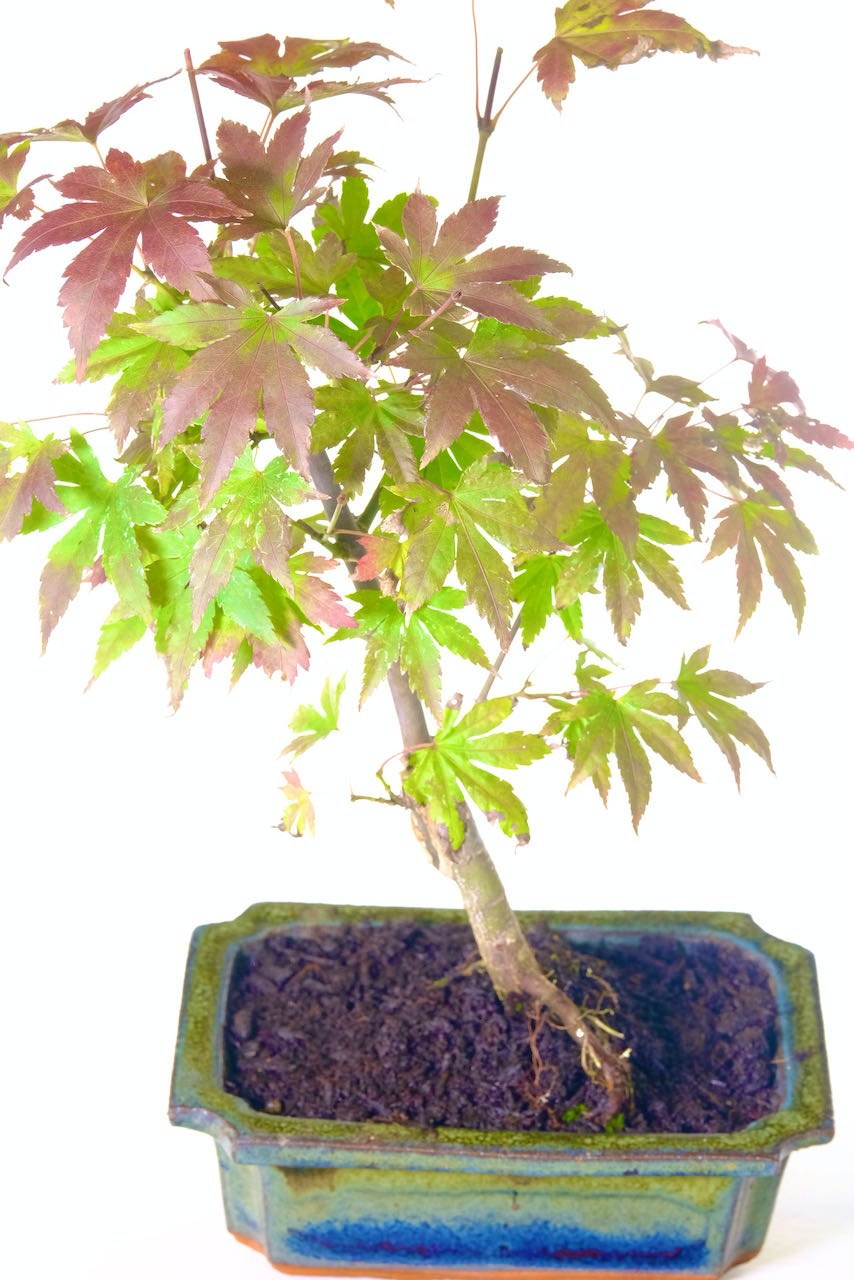 Stunning autumnal colours and expect as it changes as the seasons shift.