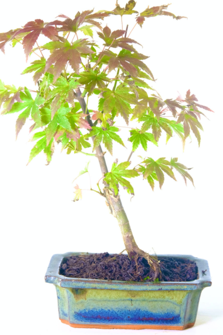 Informal Upright Acer palmatum Orange Dream (Japanese Maple) Bonsai Tree