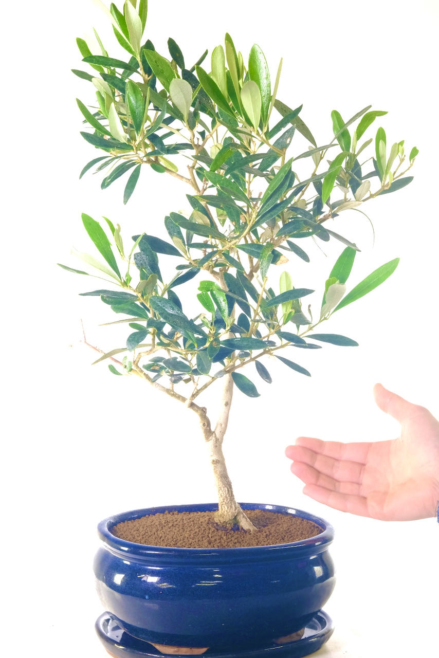A larger impressive open structured olive bonsai tree for sale