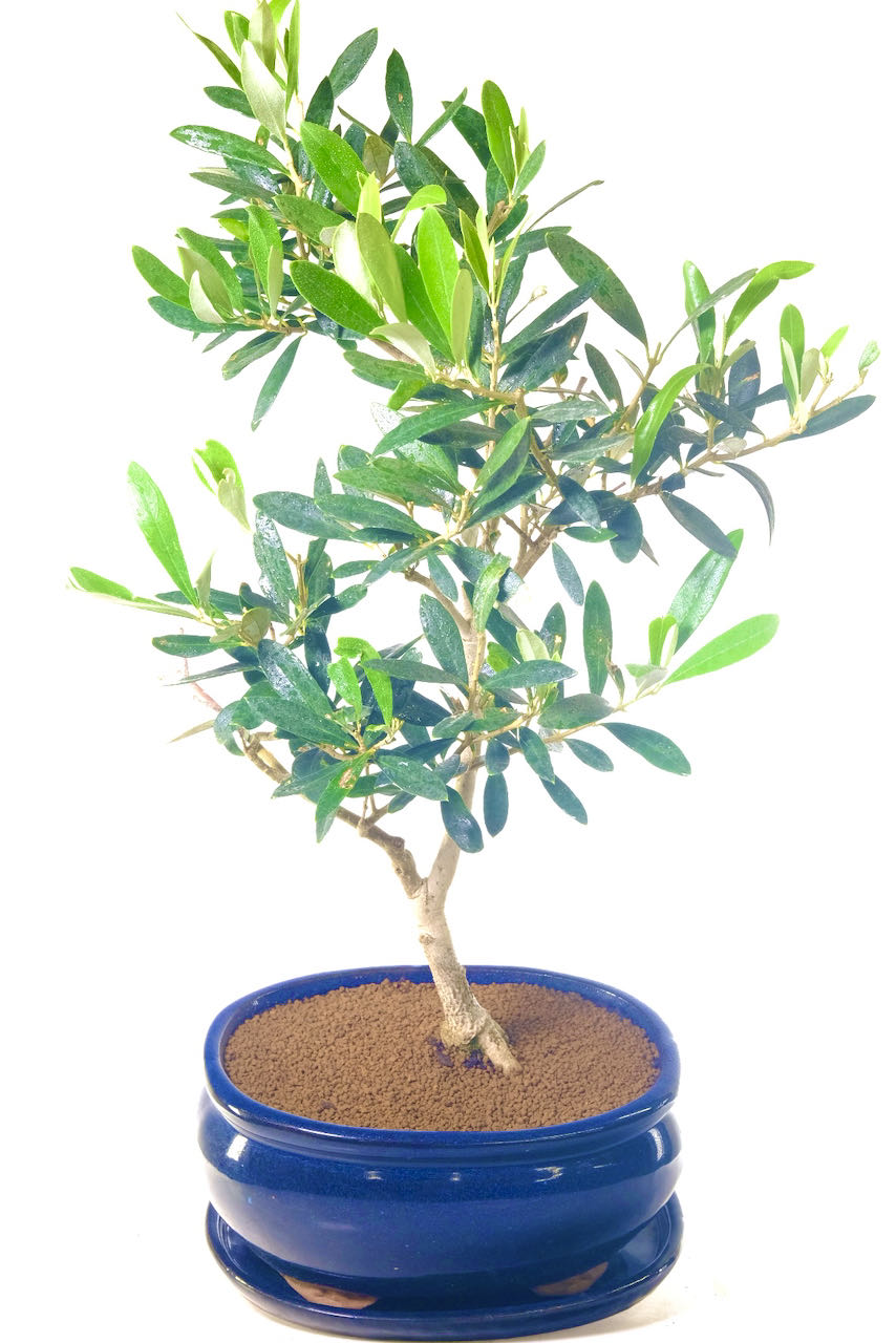Beautiful silvery leaves of the olive bonsai tree are highlighted by the midnight blue pot