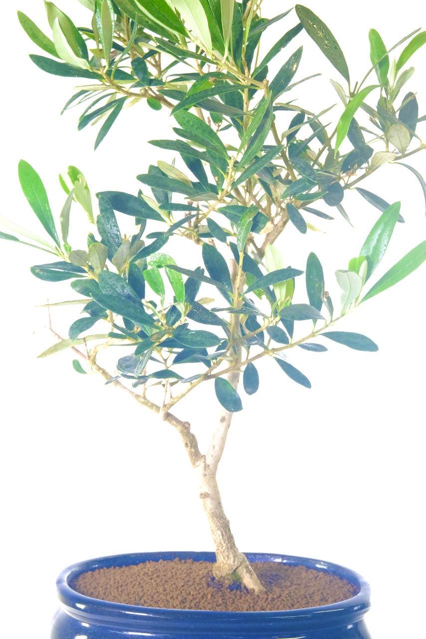 Elegant Olive/ Olea Bonsai Tree in Midnight Blue Ceramic Pot