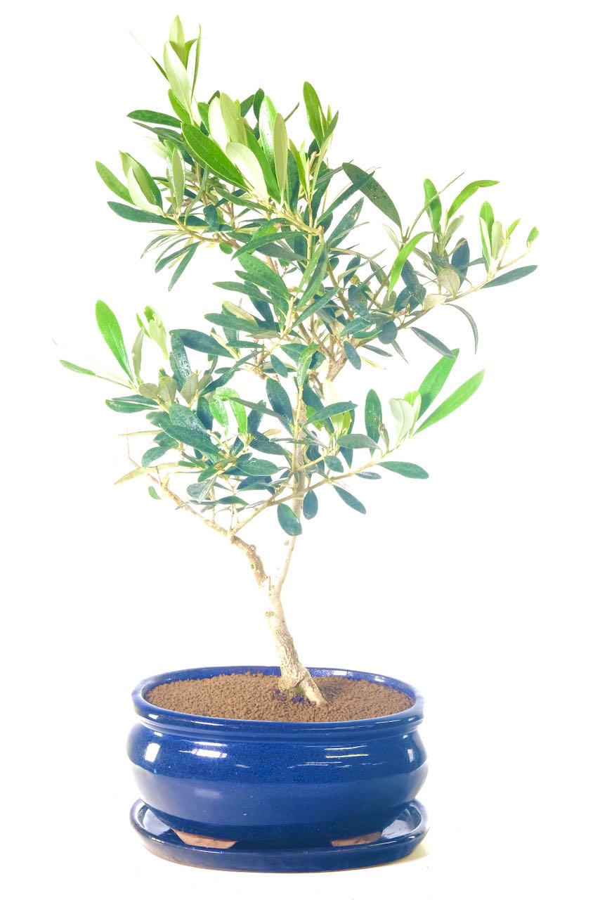 Exquisite Olive Bonsai Tree - A Symbol of Peace & Friendship