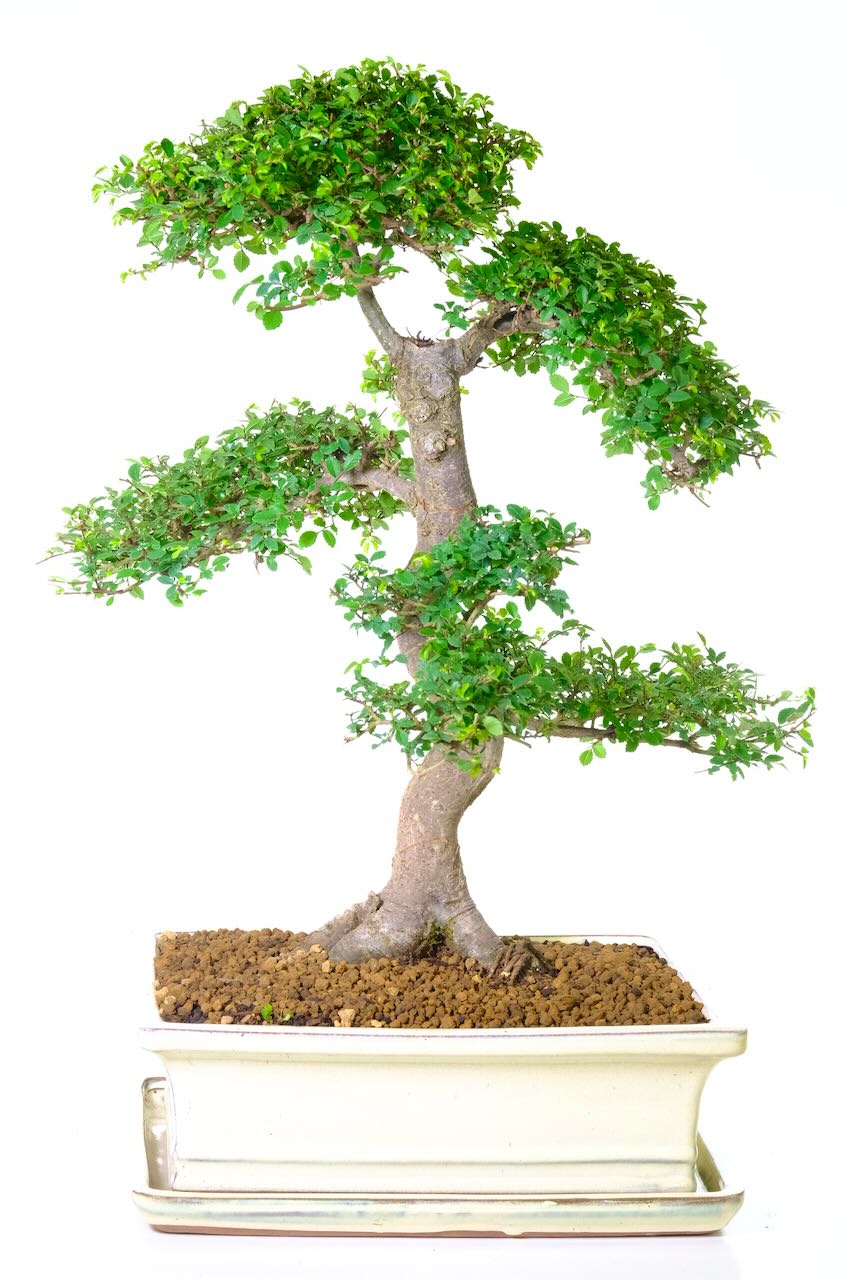 FREE fast delivery throughout the UK including Kent, London and Cambridgeshire