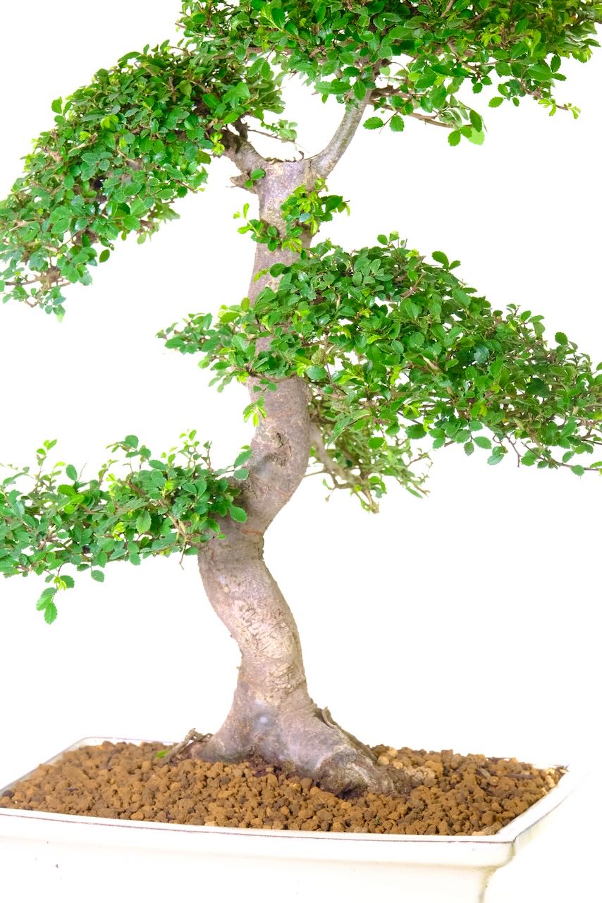 Wonderful trunk texture with powerful root exposure