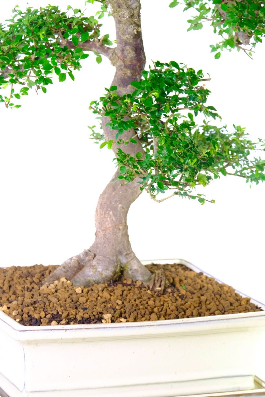 Comes potted in a cream ceramic bonsai pot, supplied with matching drip tray