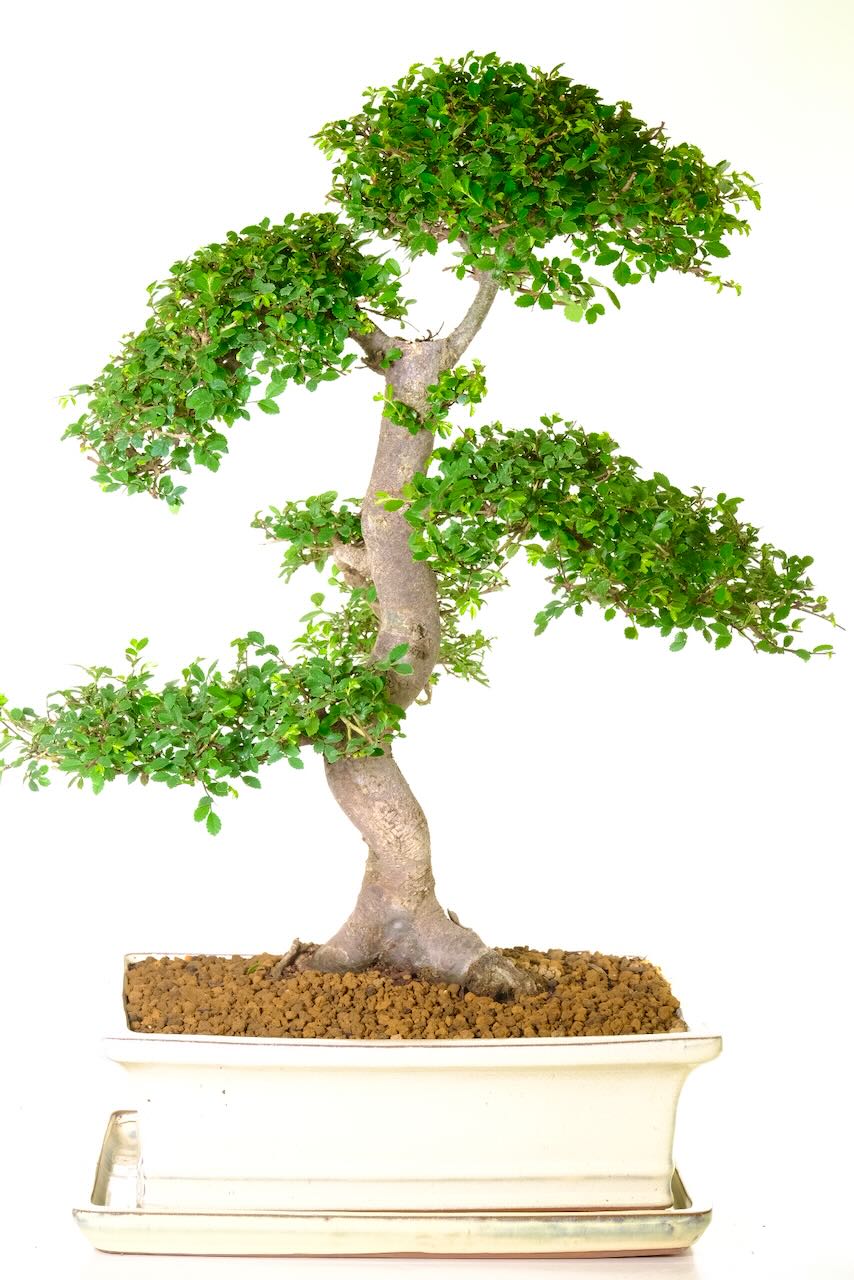 Captivating Extra-Large & Impressive Chinese Elm Indoor Bonsai Tree for Sale UK