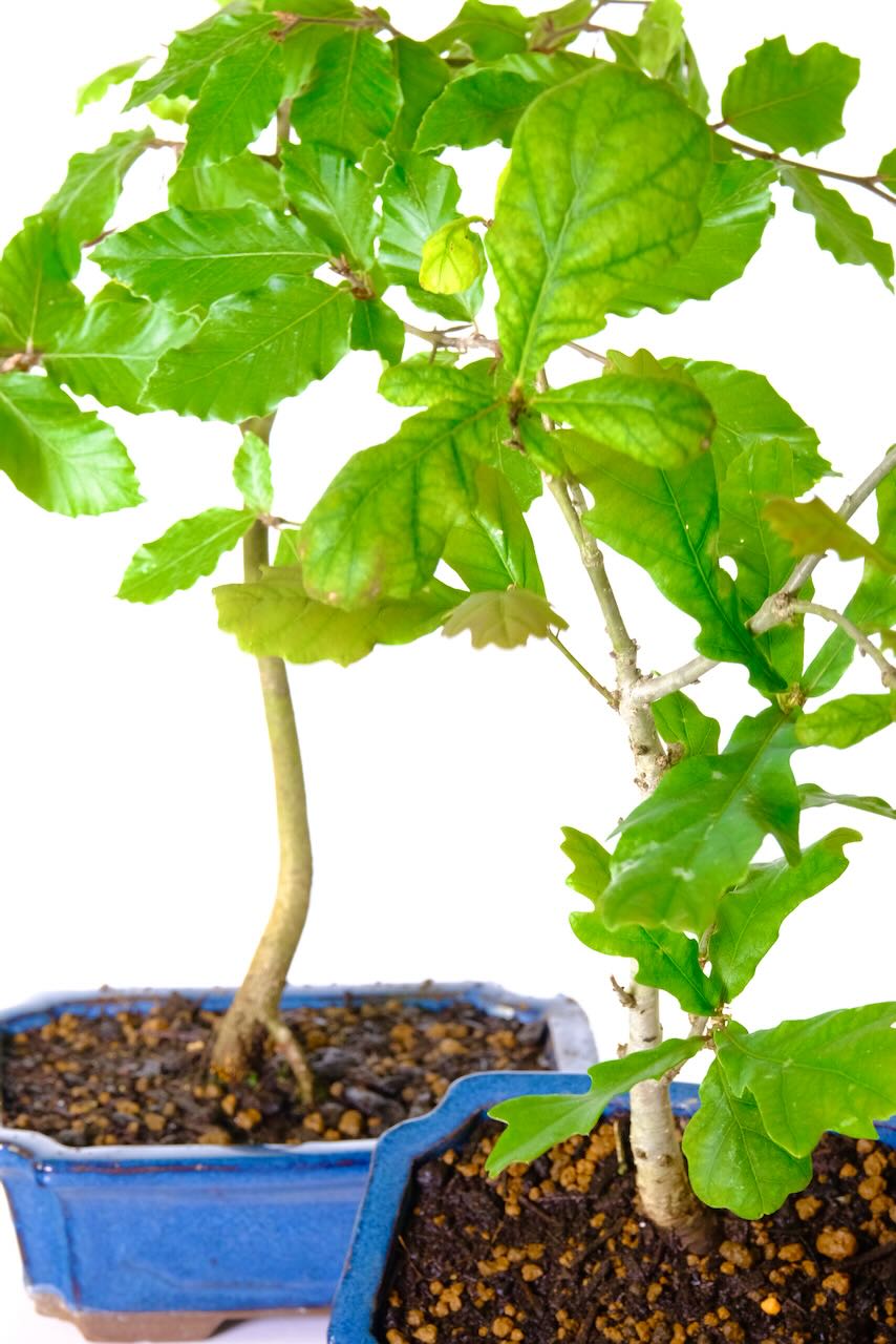 This twin Bonsai pair include an English Oak and beach tree – both Hardy species