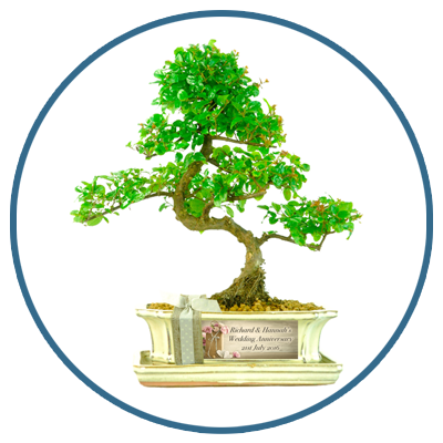 Anniversary Bonsai Gifts