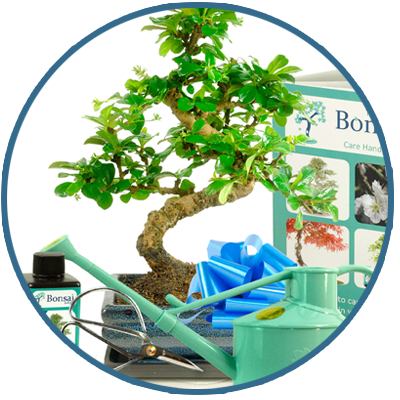 Bonsai Trees for Beginners