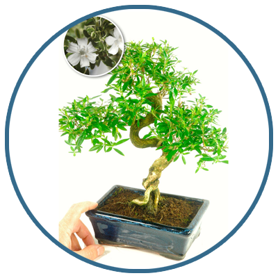 Bonsai Trees Expert Opinion