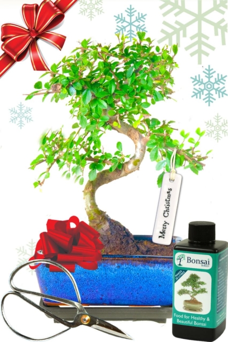 Twisty Chinese Elm Christmas gift set with excellent starter kit and porcelain "Merry Christmas" tag