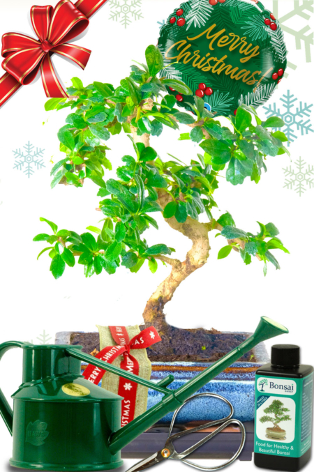 Beautiful indoor flowering Fukien Tea Tree Christmas gift - Comprehensive kit & gift wrapped!