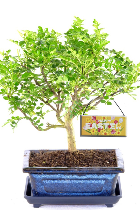 Zesty and fragrant Aromatic Pepper woodland-style bonsai tree Easter gift for sale UK