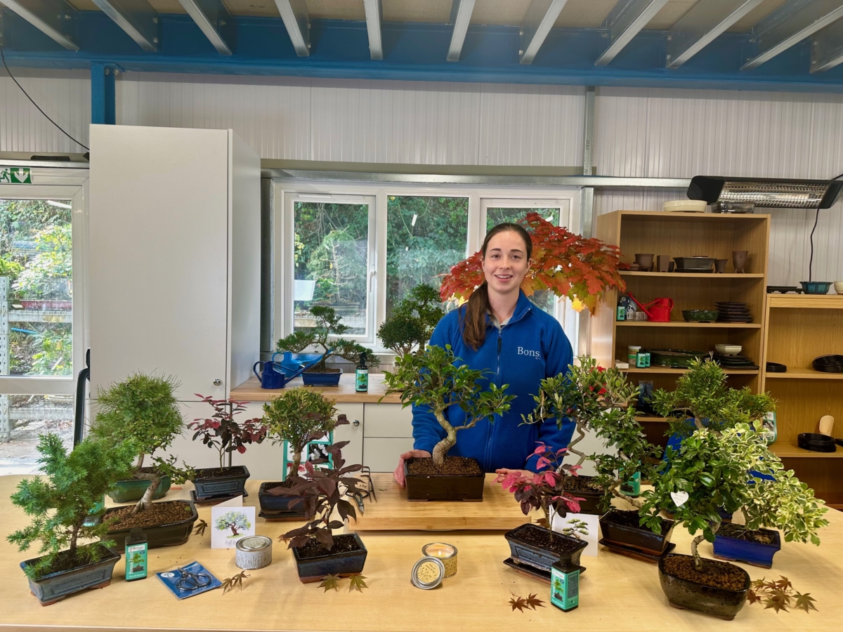 Holly with our autumn collection. Bonsai questions people ask