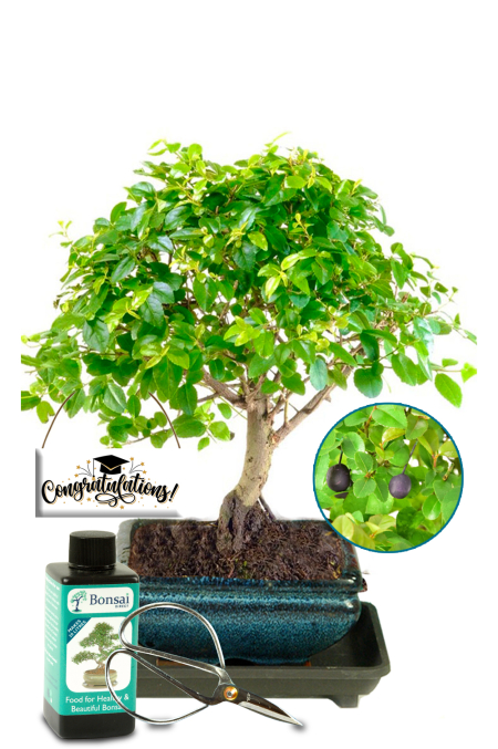 Fruiting Chinese Sweet Plum starter bonsai tree kit - Lovely graduation gift!