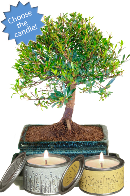 Fruiting & flowering Roseapple Myrtle bonsai tree with candle for sale UK