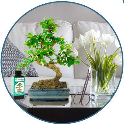 Indoor bonsai trees for sale.