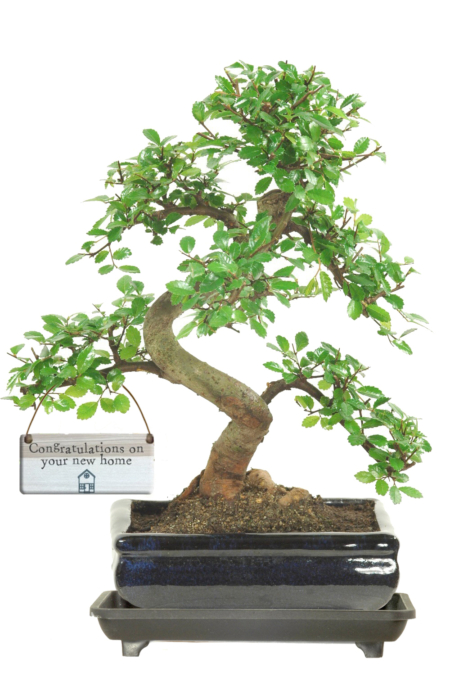 8 year old Chinese Elm Bonsai new home gift. FREE UK delivery!