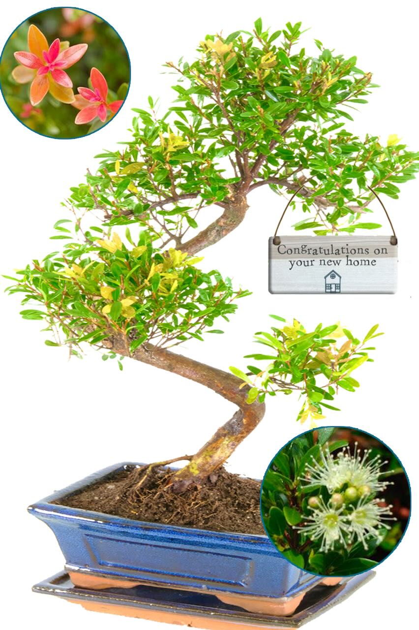 New Home Gift - 8 Year Old Fruiting & Flowering Myrtle Bonsai