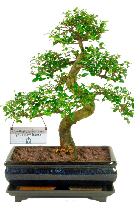 16 year old Chinese Elm bonsai tree - New Home gift ideas for sale UK