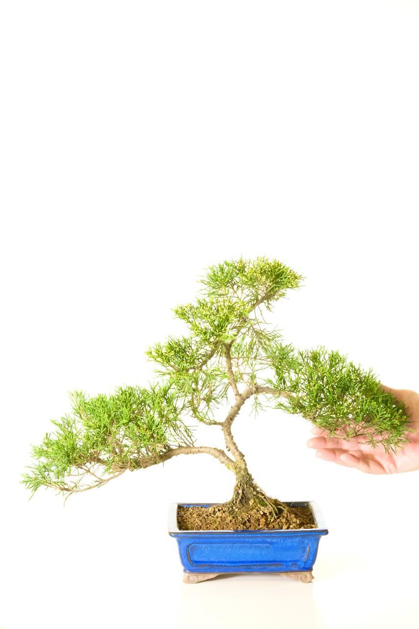 Chinese Juniper (Juniperus chinensis) Evergreen Bonsai Classic