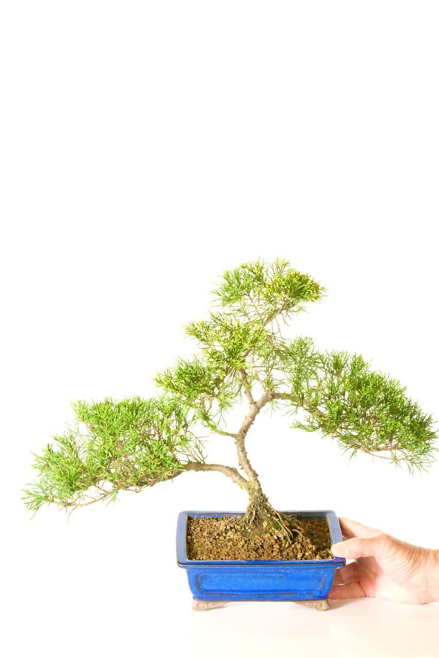 The hand shot gives the scale of the bonsai