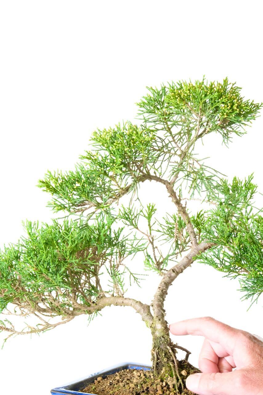 Chinese juniper bonsai tree with beautiful movement in the design