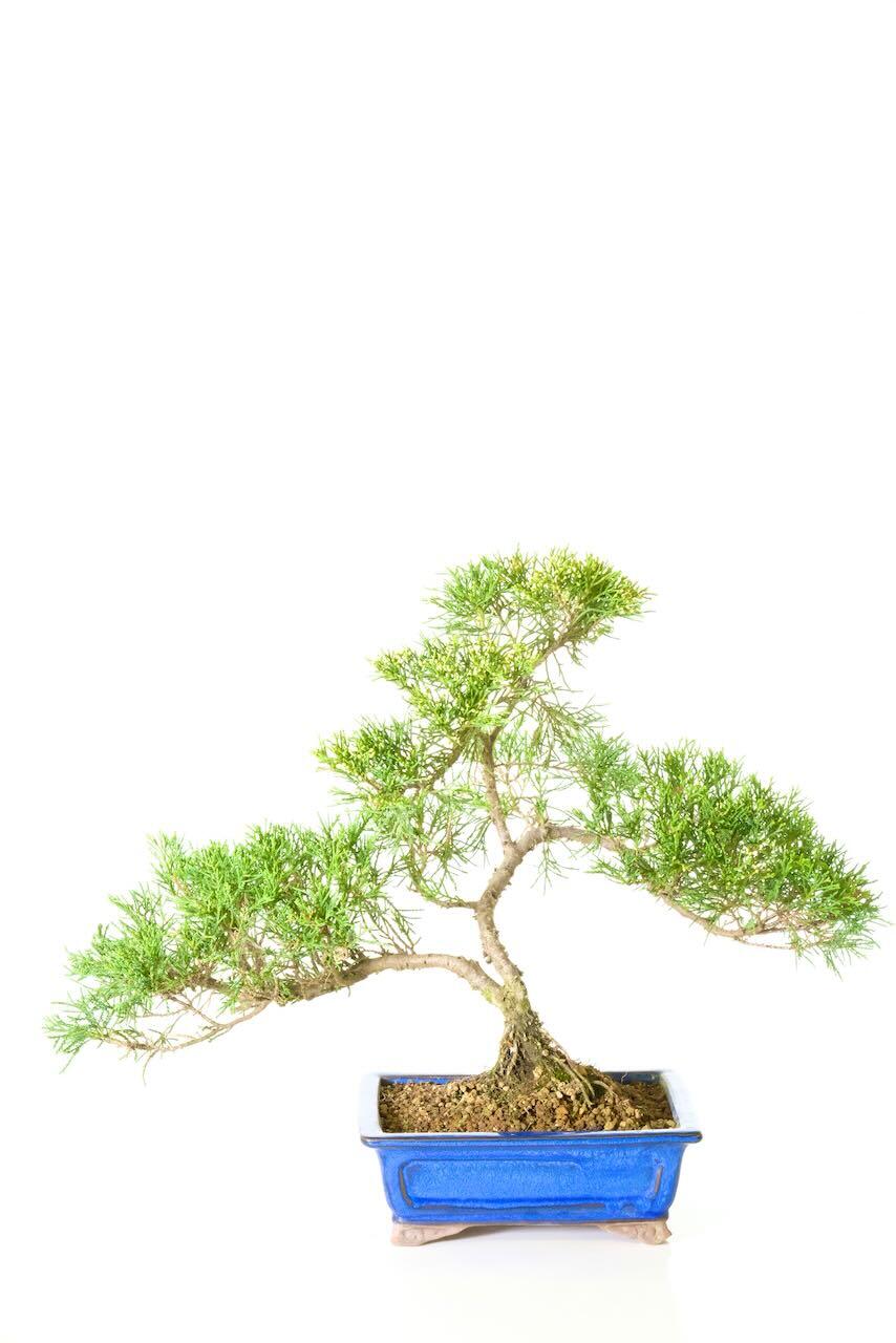 The Exquisite Evergreen Juniper Bonsai: A Masterpiece for Artistic Styling