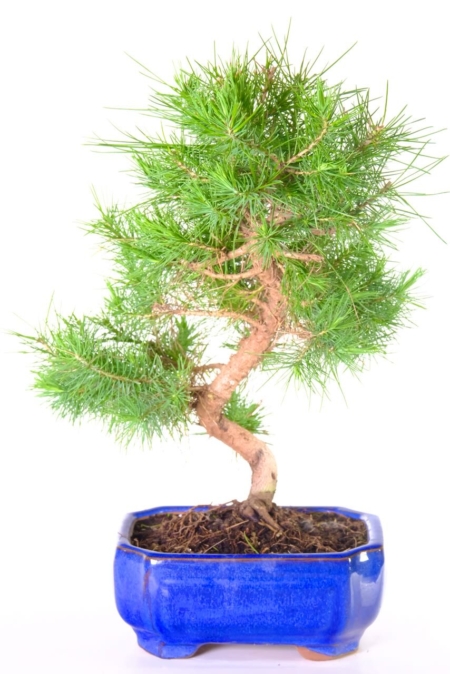 Sensational Evergreen Mediterranean Aleppo Pine Bonsai