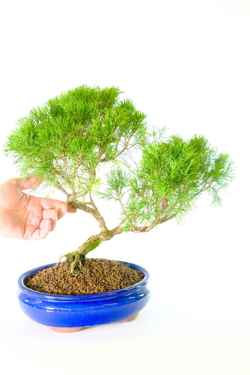 This photo shows the remarkable trunk flow