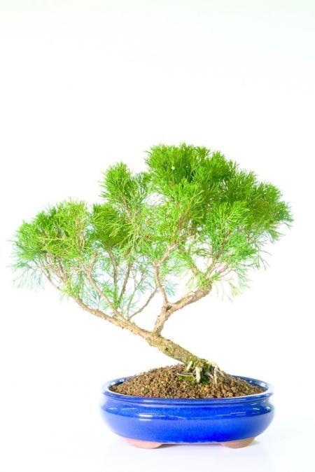 Remarkable Chinese Juniper bonsai tree for sale